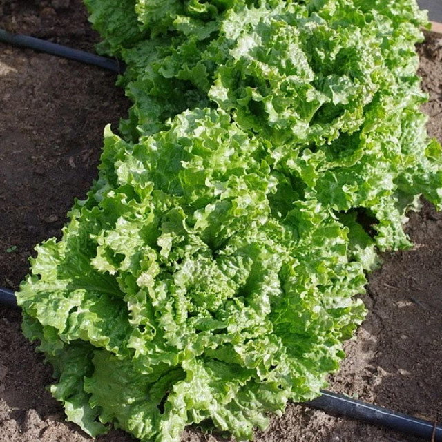 Салат листовой Агрофирма Партнер Геркулес 0.5 г