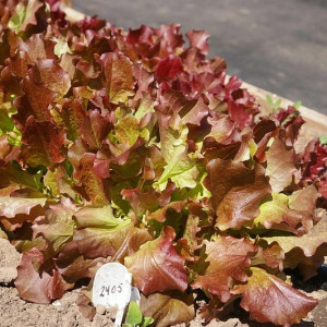 Салат листовой Агрофирма Партнер Росела 1 г