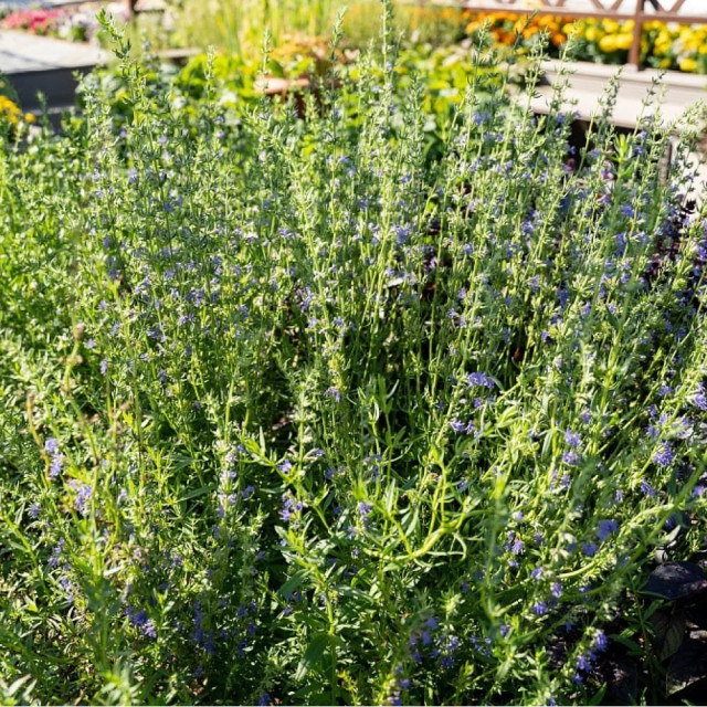 Иссоп Агрофирма Партнер Лекарь 0.5 г