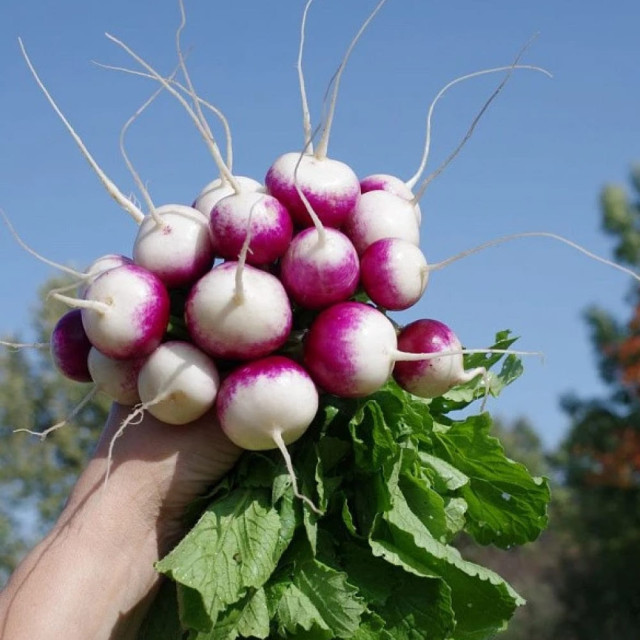 Редис Агрофирма Партнер Марго 3 г