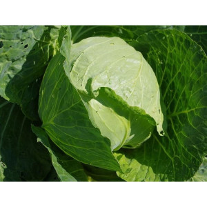 Капуста белокочанная Агрофирма Партнер Трансфер F1 0.2 г