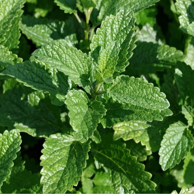 Мелисса Агрофирма Партнер Лимонный Аромат 0.2 г