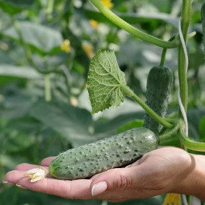 Огурец Агрофирма Партнер Шторм F1 10 шт