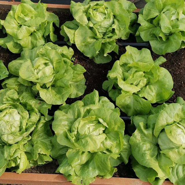 Салат кочанный Агрофирма Партнер Лука 1 г