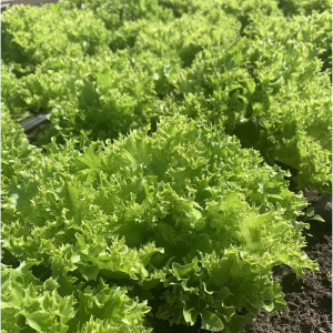 Салат Агрофирма Партнер Кучерявец 1 г