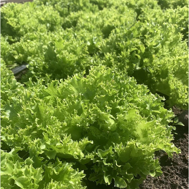 Салат Агрофирма Партнер Кучерявец 1 г