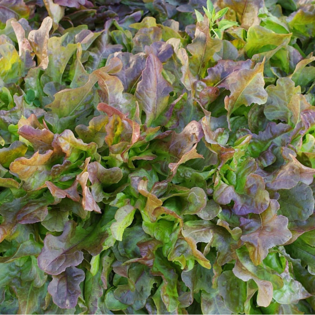 Салат листовой Агрофирма Партнер Эмили 1 г