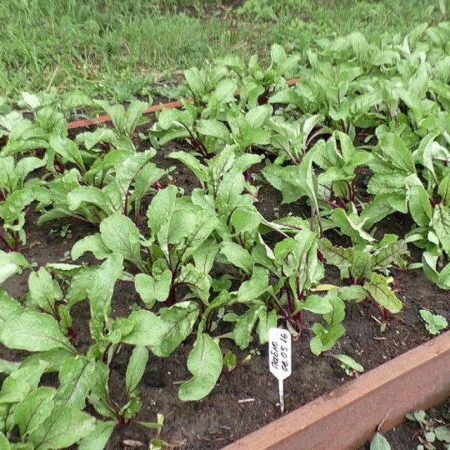 Свекла Агрофирма Партнерм Пабло F1 1 г