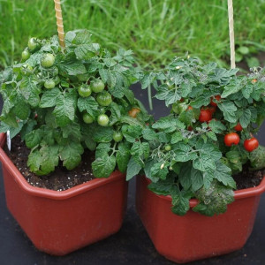 Томат Агрофирма Партнер Балконное Чудо красный 0.05 г