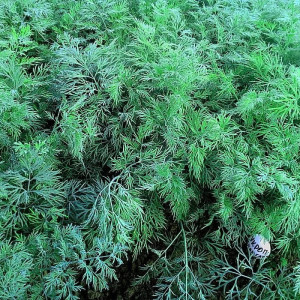 Укроп Агрофирма Партнер Аллигатор 2 г