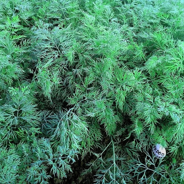 Укроп Агрофирма Партнер Аллигатор 2 г