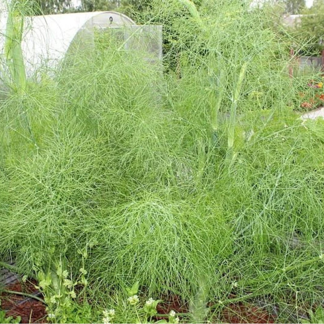 Фенхель Агрофирма Партнер Осенний Красавец 1 г