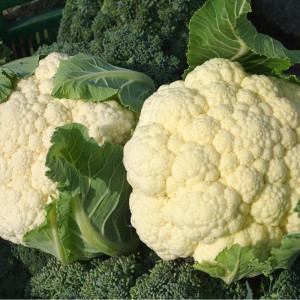 Капуста цветная Агрофирма Партнер Уайт Эксел F1 10 шт