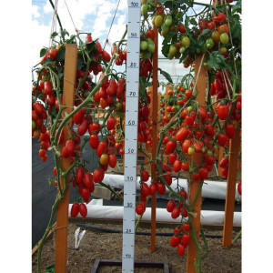 Томат Агрофирма Партнер Альфонс F1 10 шт