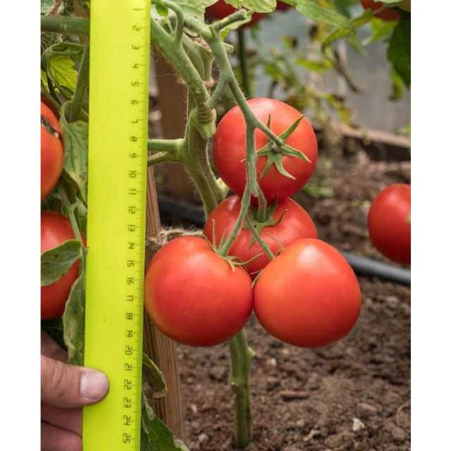 Томат Агрофирма Партнер Верочка F1 0.1 г