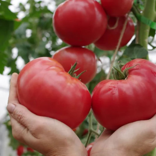 Томат Агрофирма Партнер Гордость Застолья F1 10 шт