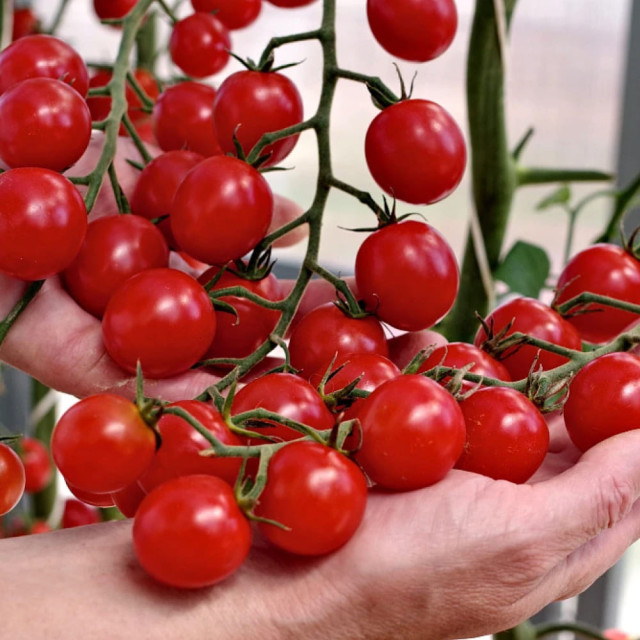 Томат Агрофирма Партнер Пушка F1 5 шт