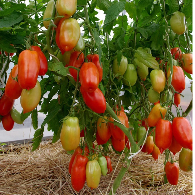 Томат Агрофирма Партнер Фестиваль F1 0.05 гр