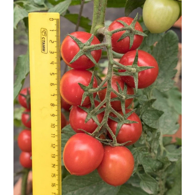 Томат Агрофирма Партнер Черри Вера F1 5 шт