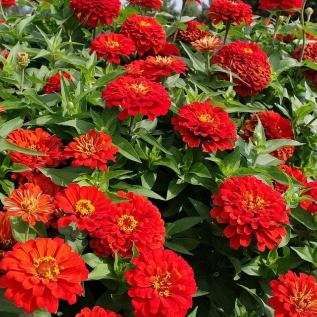 Цинния F1 Агрофирма Партнер Сангрия 4 шт