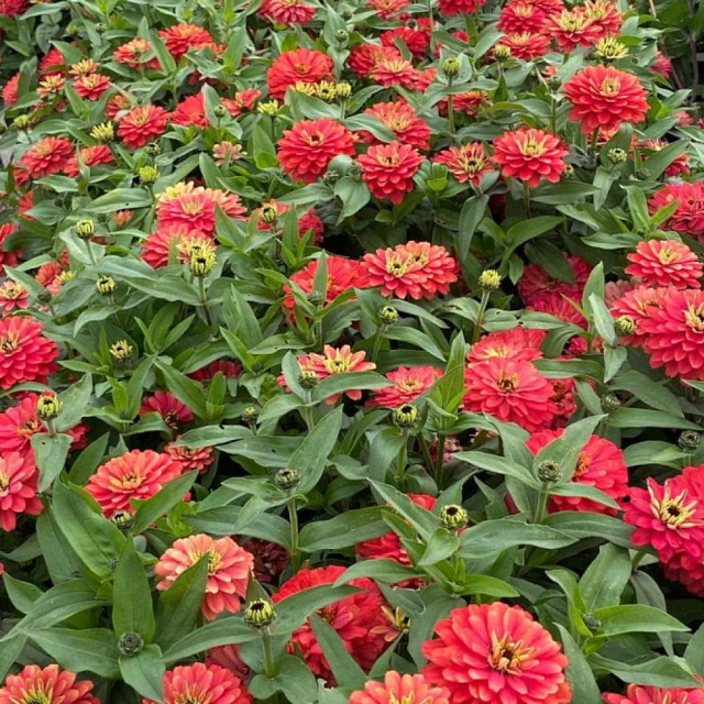 Цинния Агрофирма Партнер Абрикосовый джем 5 шт