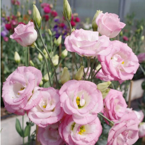 Эустома F1 Агрофирма Партнер срезочная махровая Принцесса Аврора в ампуле 5 шт