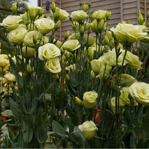 Эустома F1 Агрофирма Партнер срезочная махровая Принцесса Оливия 5 шт